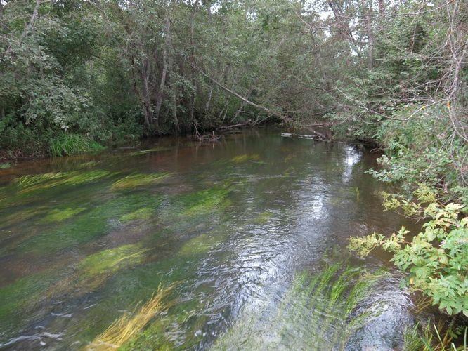 Maakond: Võrumaa Veekogu nimi: Võhandu jõgi Pildistamise aeg: 15. august 2014 Pildistaja: H. Timm Pildistamise koht: Utita Asimuut: