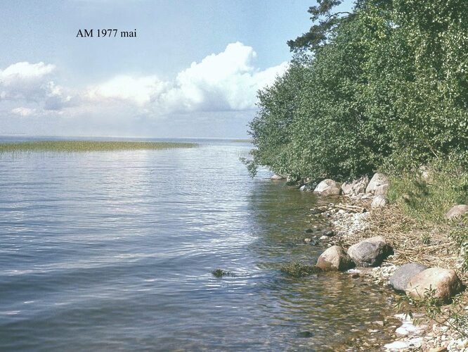 Maakond: Valgamaa Veekogu nimi: Võrtsjärv Pildistamise aeg: mai 1977 Pildistaja: A. Mäemets Pildistamise koht: teadmata Asimuut: