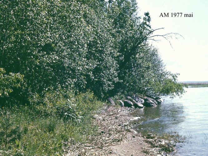 Maakond: Valgamaa Veekogu nimi: Võrtsjärv Pildistamise aeg: mai 1977 Pildistaja: A. Mäemets Pildistamise koht: teadmata Asimuut: