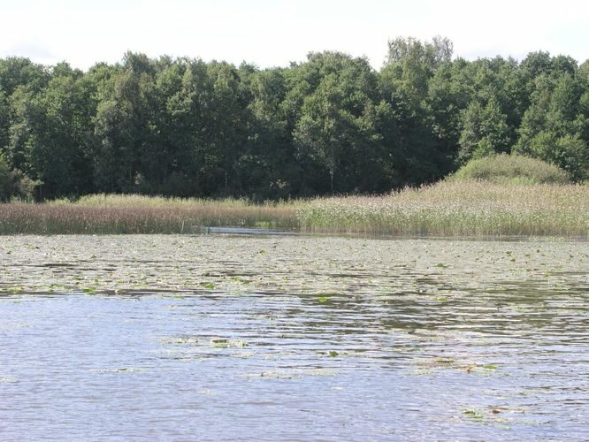 Maakond: Viljandimaa Veekogu nimi: Võrtsjärv Pildistamise aeg: 1. september 2003 Pildistaja: H. Timm Pildistamise koht: teadmata Asimuut: