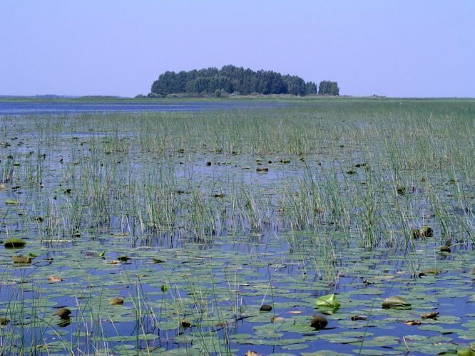 Maakond: Valgamaa Veekogu nimi: Võrtsjärv Pildistamise aeg: august 2005 Pildistaja: H. Timm Pildistamise koht: Pähksaar Asimuut: