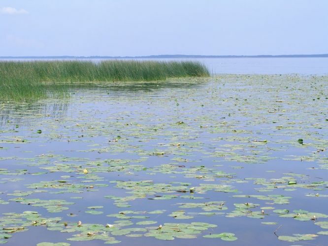 Maakond: Viljandimaa Veekogu nimi: Võrtsjärv Pildistamise aeg: august 2005 Pildistaja: H. Timm Pildistamise koht: Õhne jõe suudmest Asimuut: