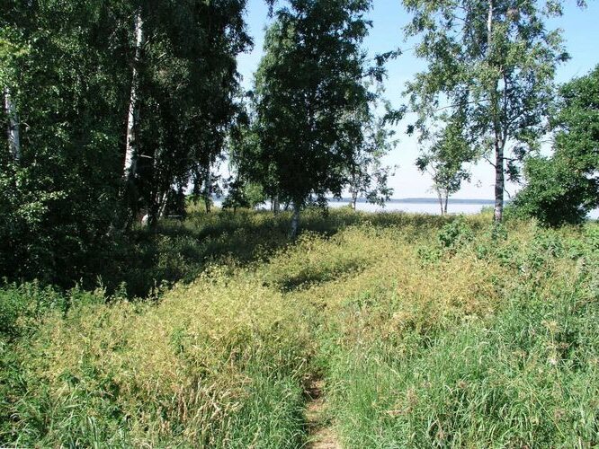 Maakond: Viljandimaa Veekogu nimi: Võrtsjärv Pildistamise aeg: 10. juuli 2005 Pildistaja: H. Timm Pildistamise koht: teadmata Asimuut: