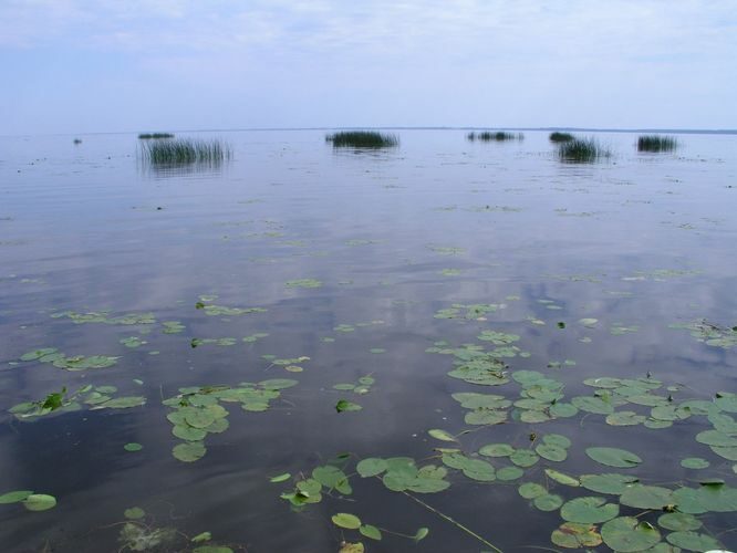 Maakond: Viljandimaa Veekogu nimi: Võrtsjärv Pildistamise aeg: august 2005 Pildistaja: H. Timm Pildistamise koht: Kivilõppe Asimuut: