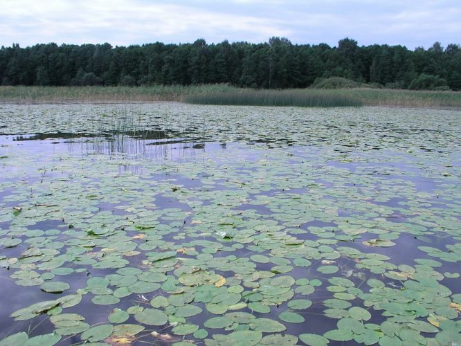 Maakond: Viljandimaa Veekogu nimi: Võrtsjärv Pildistamise aeg: august 2005 Pildistaja: H. Timm Pildistamise koht: Kivilõppe Asimuut: