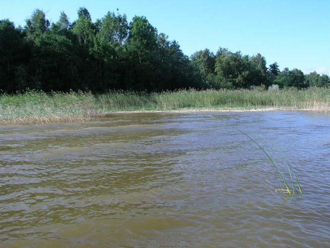 Maakond: Viljandimaa Veekogu nimi: Võrtsjärv Pildistamise aeg: august 2005 Pildistaja: H. Timm Pildistamise koht: Riuma Asimuut: