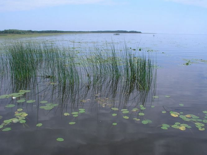 Maakond: Viljandimaa Veekogu nimi: Võrtsjärv Pildistamise aeg: august 2005 Pildistaja: H. Timm Pildistamise koht: Kivilõppe Asimuut: