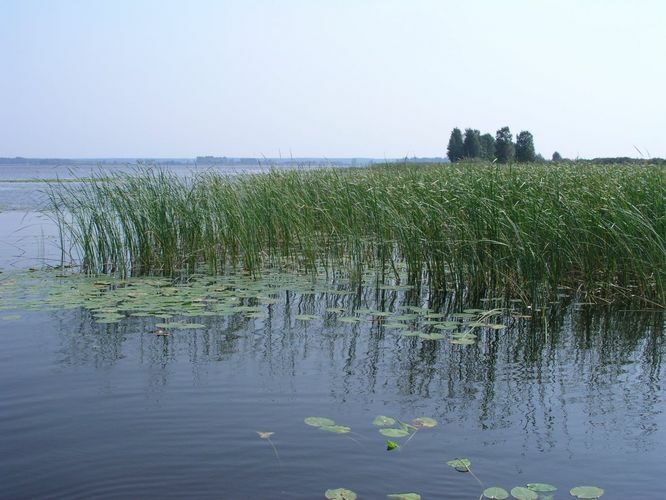 Maakond: Viljandimaa Veekogu nimi: Võrtsjärv Pildistamise aeg: august 2005 Pildistaja: H. Timm Pildistamise koht: Sula kuru Asimuut: