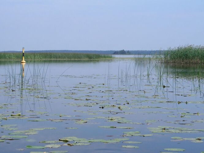 Maakond: Viljandimaa Veekogu nimi: Võrtsjärv Pildistamise aeg: august 2005 Pildistaja: H. Timm Pildistamise koht: Õhne jõe suudmest Asimuut: