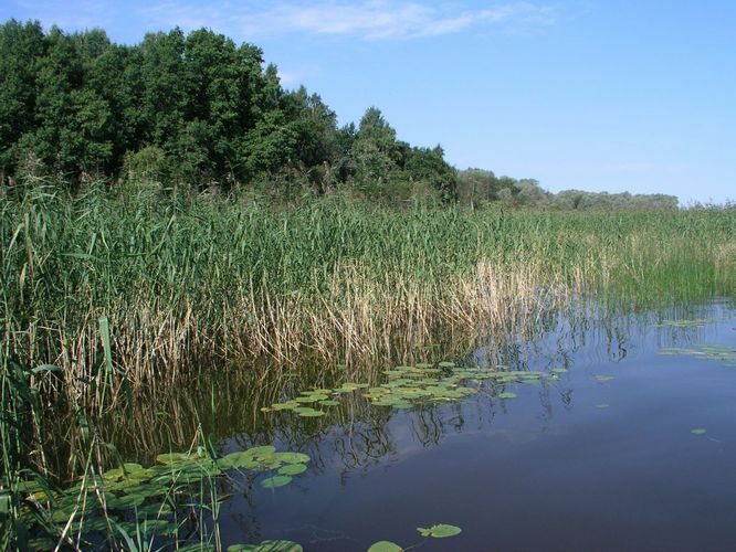 Maakond: Viljandimaa Veekogu nimi: Võrtsjärv Pildistamise aeg: august 2005 Pildistaja: H. Timm Pildistamise koht: Kalbuse Asimuut: