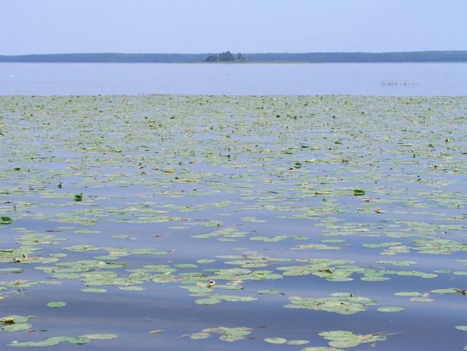 Maakond: Viljandimaa Veekogu nimi: Võrtsjärv Pildistamise aeg: august 2005 Pildistaja: H. Timm Pildistamise koht: Õhne jõe suudmest Asimuut: