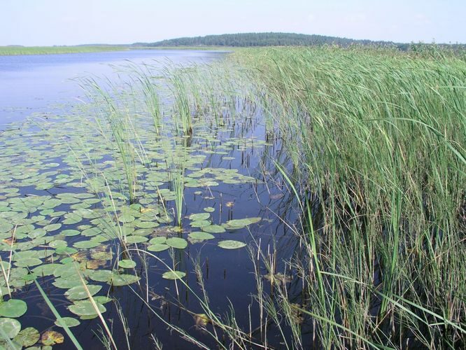 Maakond: Valgamaa Veekogu nimi: Võrtsjärv Pildistamise aeg: august 2005 Pildistaja: H. Timm Pildistamise koht: Rättsaar Asimuut: