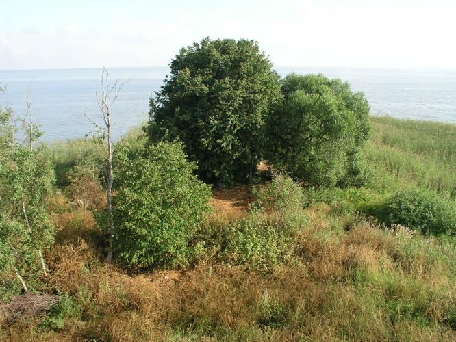 Maakond: Viljandimaa Veekogu nimi: Võrtsjärv Pildistamise aeg: 31. juuli 2006 Pildistaja: H. Timm Pildistamise koht: Tondisaare pärnad tornist Asimuut: