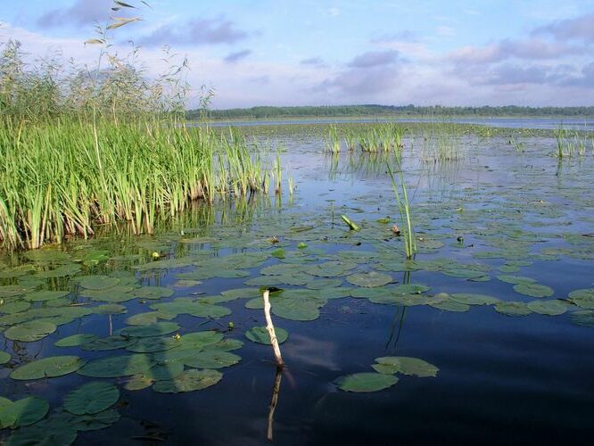 Maakond: Viljandimaa Veekogu nimi: Võrtsjärv Pildistamise aeg: 30. juuli 2006 Pildistaja: H. Timm Pildistamise koht: Õhne jõe suudmest Asimuut: