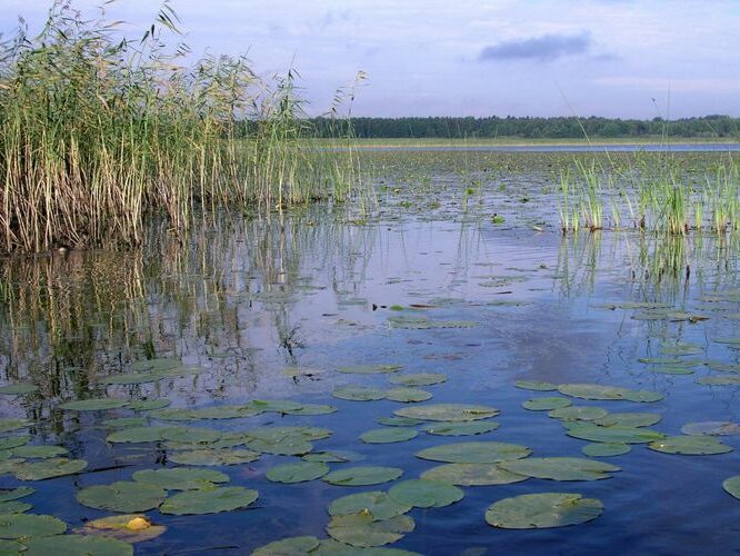 Maakond: Viljandimaa Veekogu nimi: Võrtsjärv Pildistamise aeg: 30. juuli 2006 Pildistaja: H. Timm Pildistamise koht: Õhne jõe suudmest Asimuut: