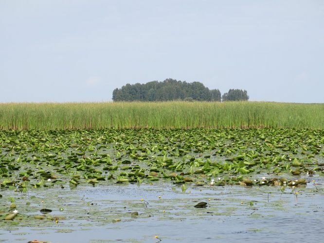 Maakond: Valgamaa Veekogu nimi: Võrtsjärv Pildistamise aeg: 11. august 2014 Pildistaja: H. Timm Pildistamise koht: Pähksaar Asimuut: