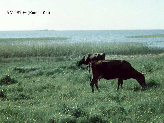 Maakond: Valgamaa Veekogu nimi: Võrtsjärv Pildistamise aeg: teadmata Pildistaja: A. Mäemets Pildistamise koht: teadmata Asimuut: