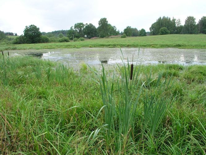 Maakond: Võrumaa Veekogu nimi: tiik Ähijärve-Kaika teeristis Pildistamise aeg: 4. august 2006 Pildistaja: H. Timm Pildistamise koht: teadmata Asimuut: