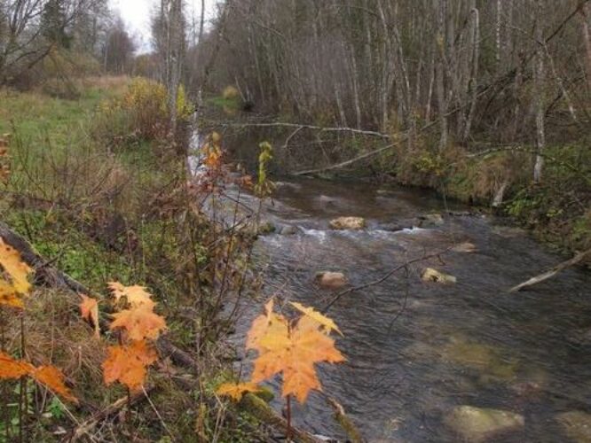 Maakond: Järvamaa Veekogu nimi: Esna jõgi Pildistamise aeg: 24. oktoober 2012 Pildistaja: H. Timm Pildistamise koht: Peetri - Anna Veekogude registri viide: https://register.keskkonnaportaal.ee/register/body-of-water/8380230