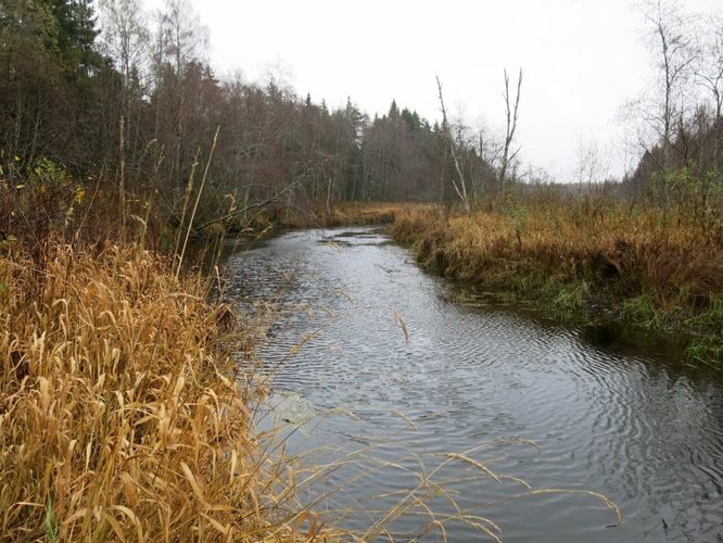 Maakond: Lääne-Virumaa Veekogu nimi: Kunda jõgi Pildistamise aeg: 18. oktoober 2013 Pildistaja: H. Timm Pildistamise koht: Sae sillast 1 km vv Veekogude registri viide: https://register.keskkonnaportaal.ee/register/body-of-water/8380313