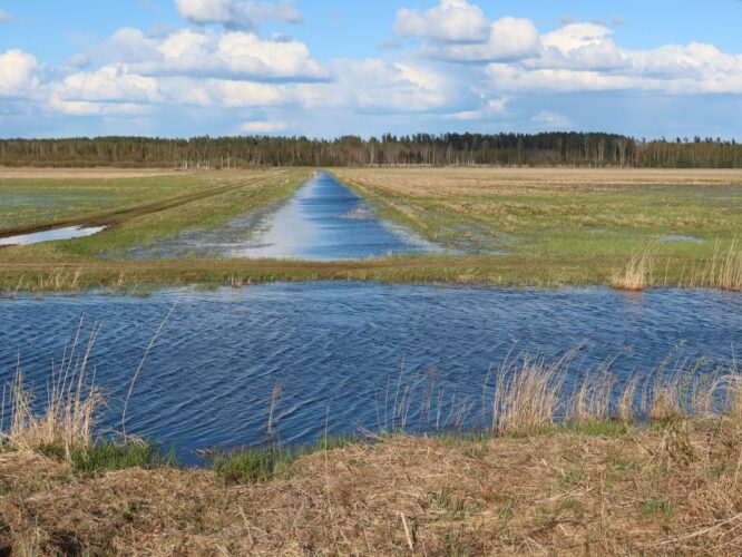 Maakond: Tartumaa Veekogu nimi: Valguta polder Pildistamise aeg: 8. mai 2022 Pildistaja: H. Timm Pildistamise koht: W→E Asimuut: E