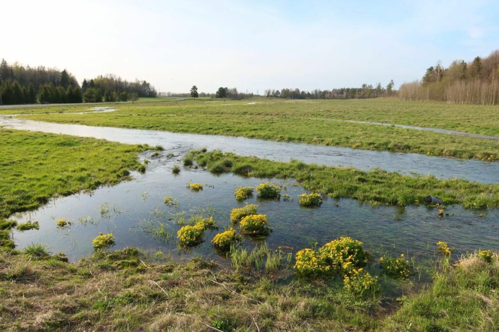 Maakond: Lääne-Virumaa Veekogu nimi: Soolikaoja ülemjooks (Jupri oja) Pildistamise aeg: 10. mai 2022 Pildistaja: H. Timm Pildistamise koht: teadmata