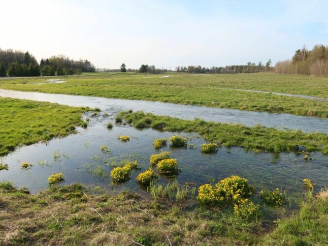 Maakond: Lääne-Virumaa Veekogu nimi: Soolikaoja ülemjooks (Jupri oja) Pildistamise aeg: 10. mai 2022 Pildistaja: H. Timm Pildistamise koht: teadmata