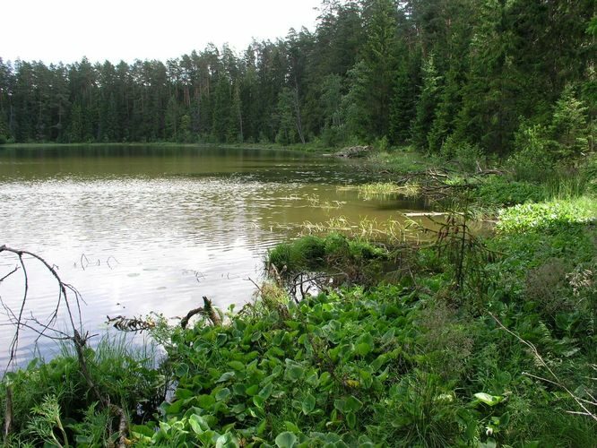 Maakond: Põlvamaa Veekogu nimi: Kooraste Linajärv Pildistamise aeg: 3. juuli 2008 Pildistaja: H. Timm Pildistamise koht: teadmata