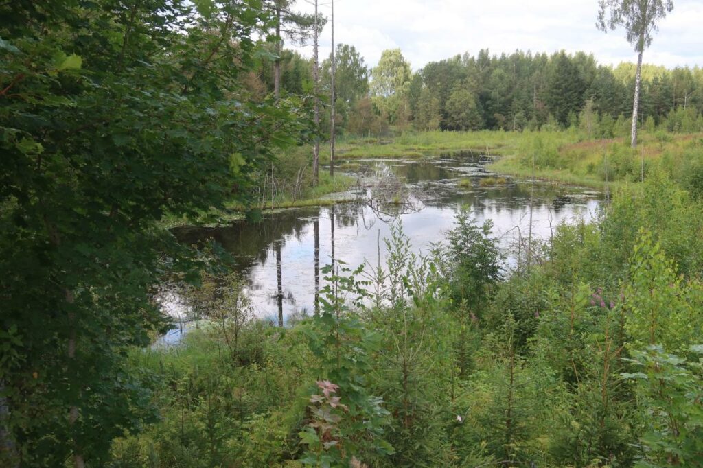 Kaaramõisa lomp 2024