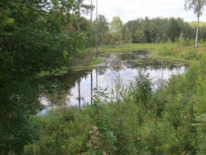 Kaaramõisa lomp 2024