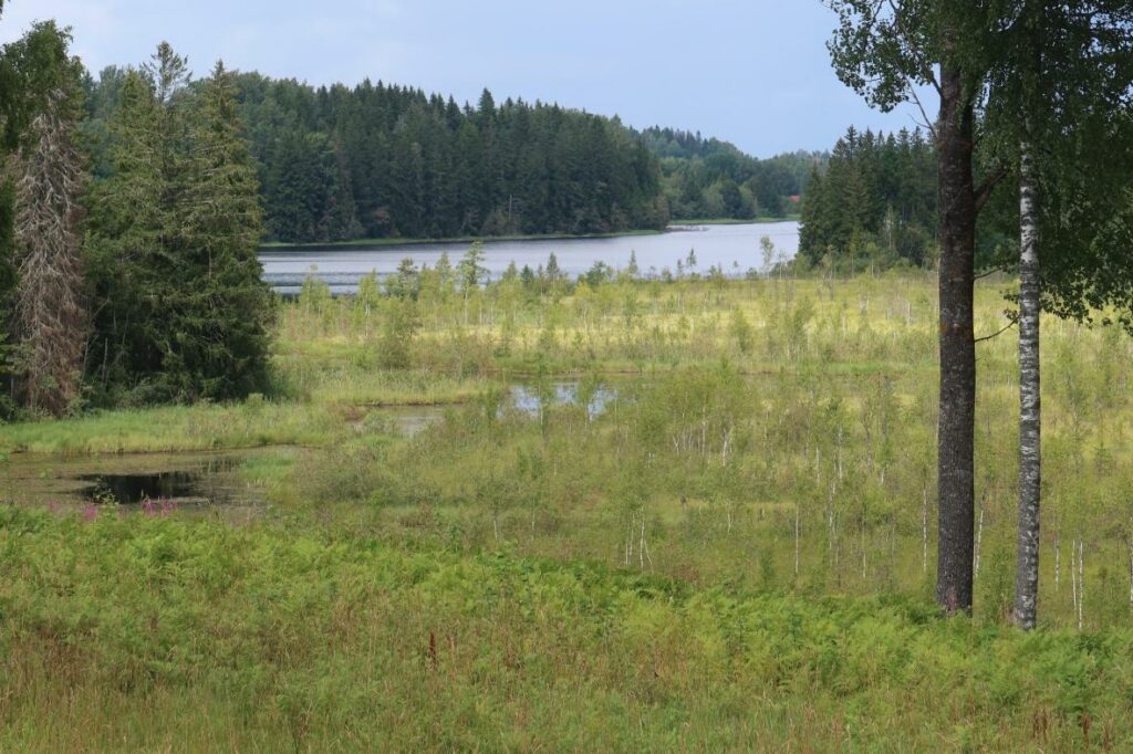 Vaskna järv 2024