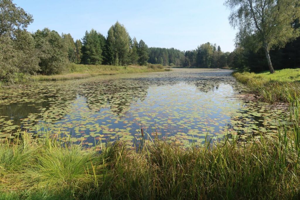 Saksaveske paisjärv 2024