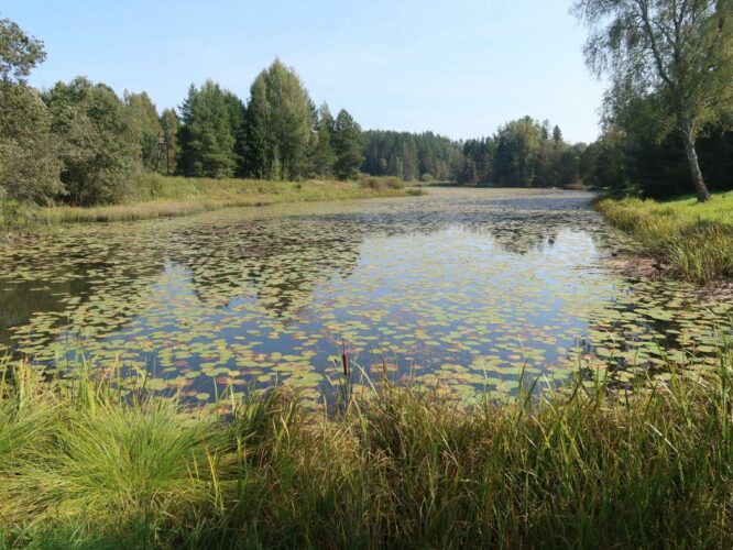 Saksaveske paisjärv 2024