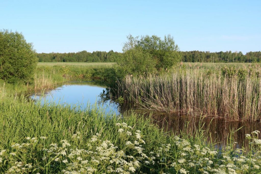 Rõngu jõe vana säng 2023