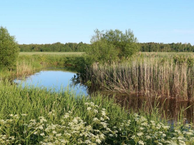 Rõngu jõe vana säng 2023