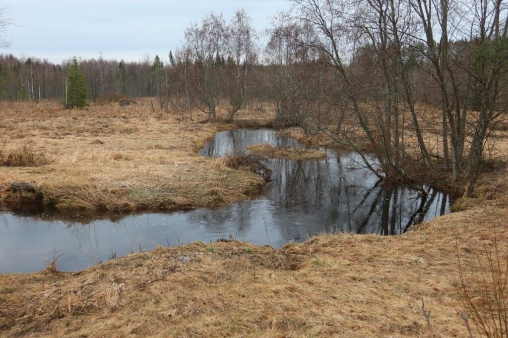 Avijõgi 2024