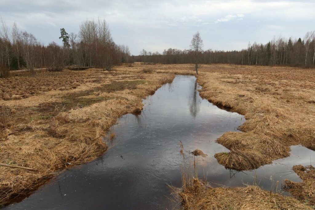Avijõgi 2024