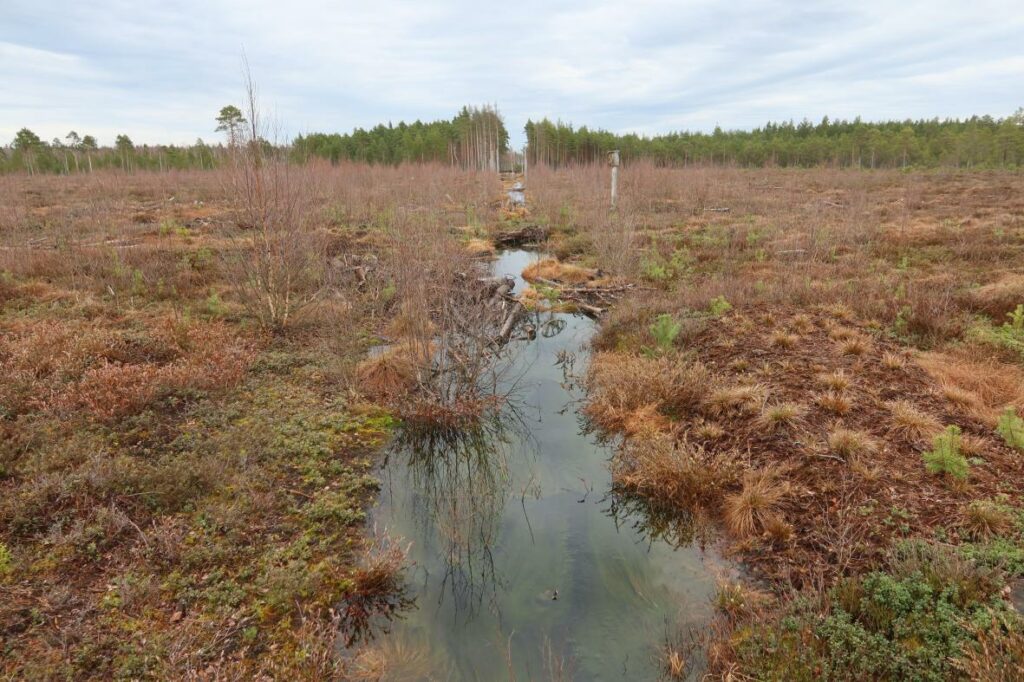 Tudu järve väljavool 2024