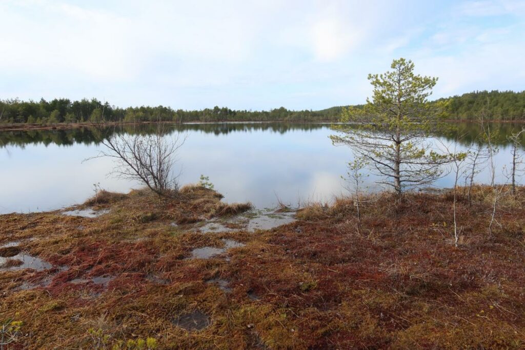 Mädajärv 2024