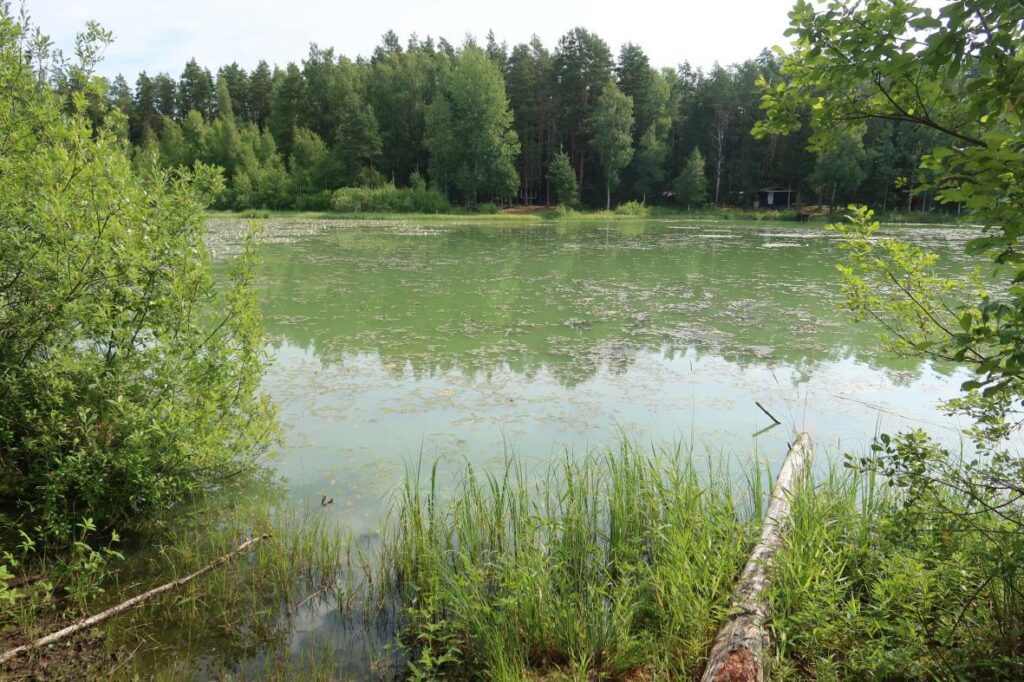 Viitna Linajärv 2024