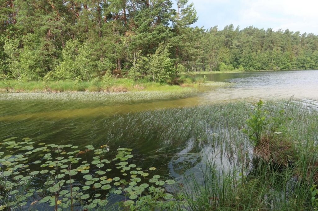 Viitna Pikkjärv 2024