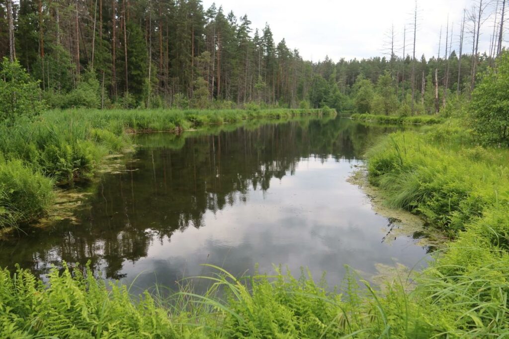 Nabudi järv 2024