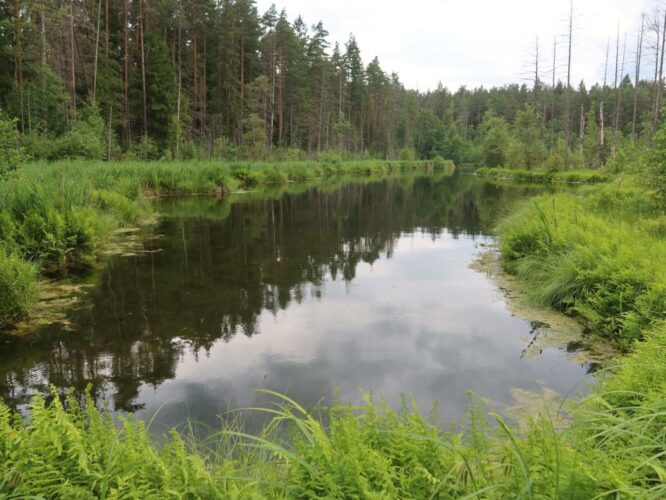 Nabudi järv 2024