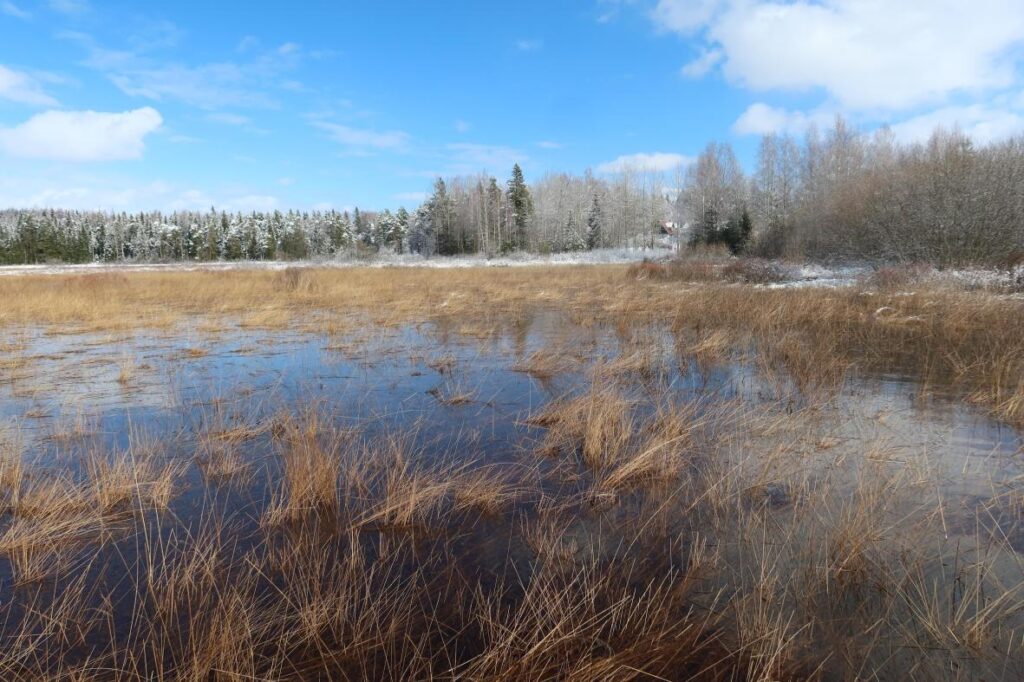 Kirikla karstilomp 2025