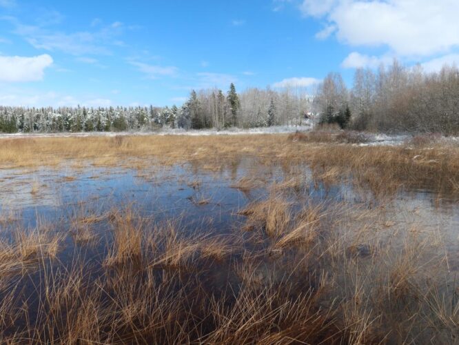 Kirikla karstilomp 2025