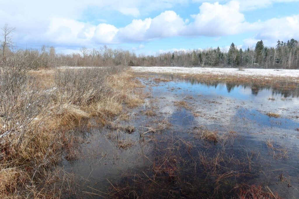 Alba karstilomp 2025