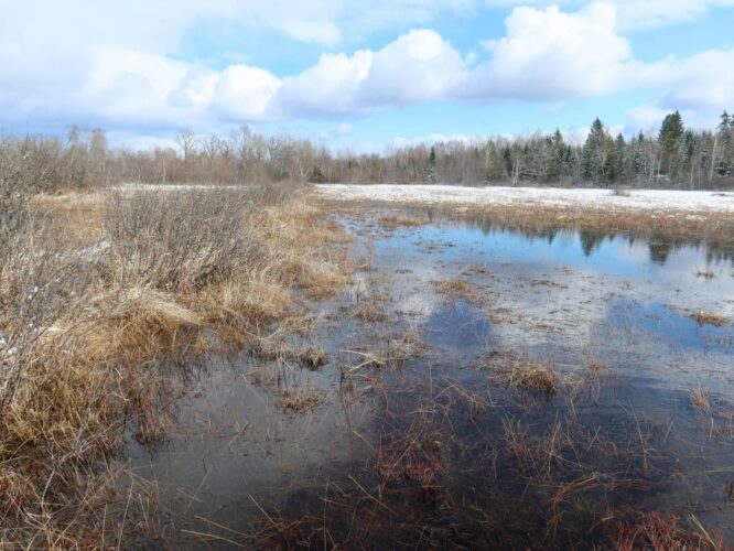 Alba karstilomp 2025