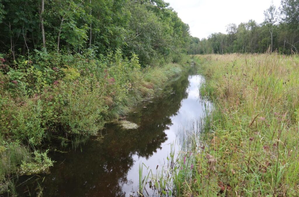 Arumetsa peakraav 2025