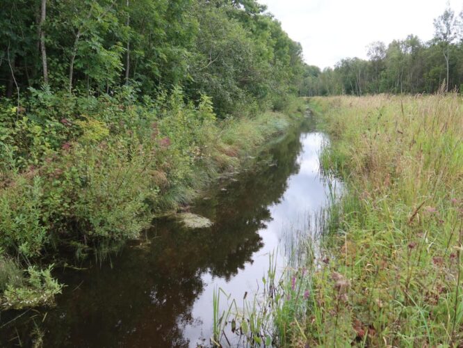 Arumetsa peakraav 2025