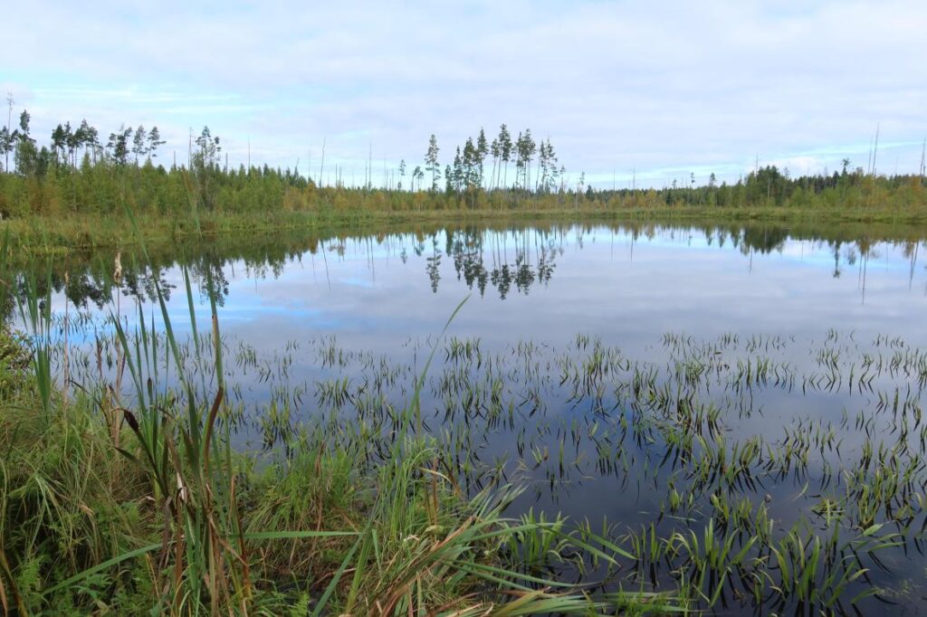 Pühamäe Laijärv 2025